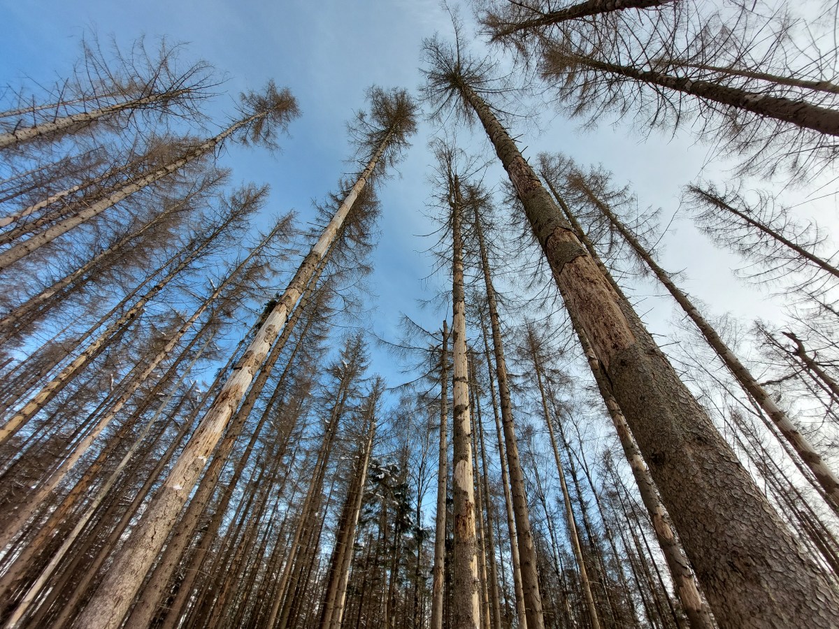 Bomen in de Harz en de&nbsp;Schorskever